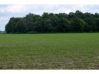 Property photo 132 - LAND AUCTION - 700+/- ACRES OFFERED IN 16 TRACTS IN ALLEN COUNTY, INDIANA